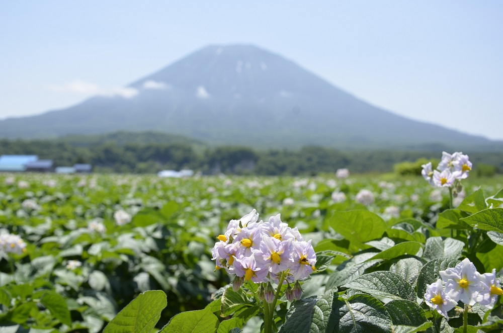 北海道倶知安町｜地域から探す｜JRE MALLふるさと納税