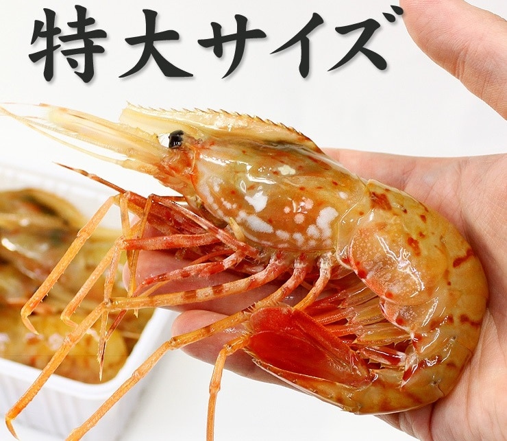 515 超特大ボタンエビ1kg お刺身OK！獲れたて急速冷凍: 福島県いわき市｜JRE MALLふるさと納税