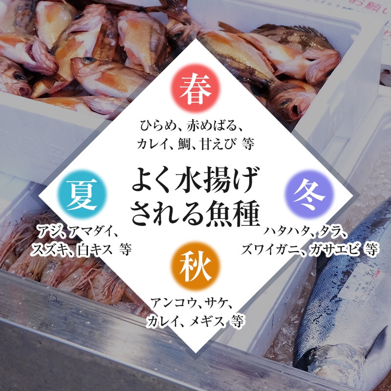 魚水島 厳選 日本海の鮮魚セット「海におまかせ・大漁箱