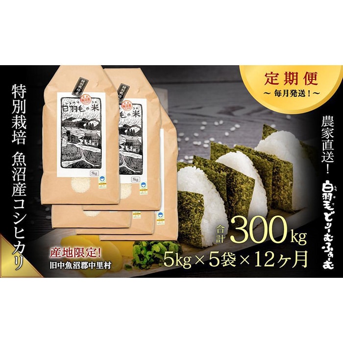 爆売り！ 新米！令和5年産！極上コシヒカリ！玄米or精米or無洗米！20