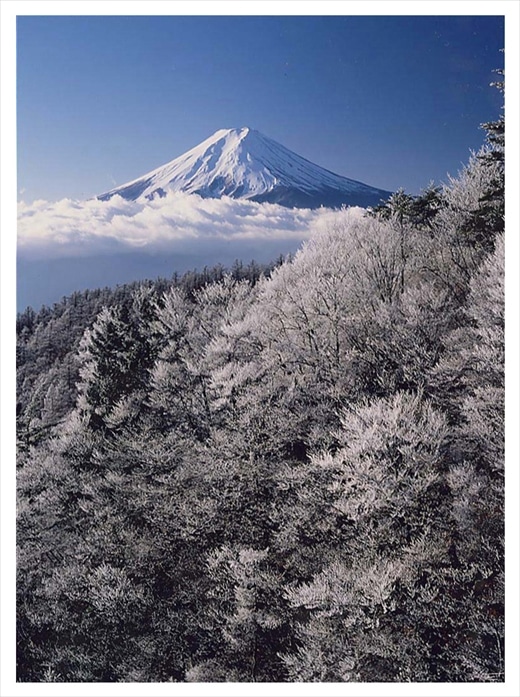 富士山写真大賞 額装写真 輝く凍樹 三つ峠より 全紙 額装サイズ約530 640mm 山梨県富士河口湖町 Jre Pointが 貯まる 使える Jre Mall