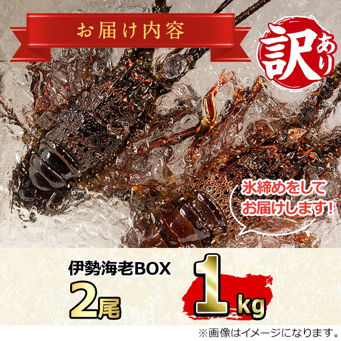 28831】＜訳あり＞朝獲れ発送！鮮魚問屋が厳選した大隅の氷締め伊勢海老(2尾・総量1kg以上)【江川商店】: 鹿児島県東串良町｜JRE MALL ふるさと納税