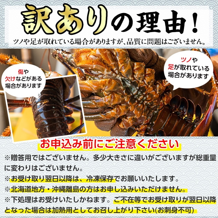 28831】＜訳あり＞朝獲れ発送！鮮魚問屋が厳選した大隅の氷締め伊勢海老(2尾・総量1kg以上)【江川商店】: 鹿児島県東串良町｜JRE MALL ふるさと納税