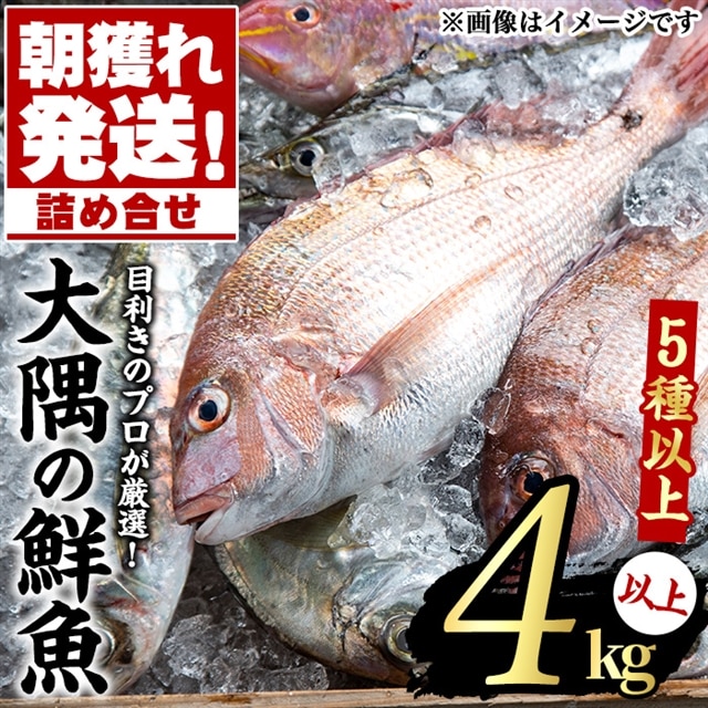 朝獲れ発送 鹿児島県大隅産の鯛類などの鮮魚詰め合わせbox 5種類以上4kg以上 江川商店 鹿児島県東串良町 Jre Pointが 貯まる 使える Jre Mall