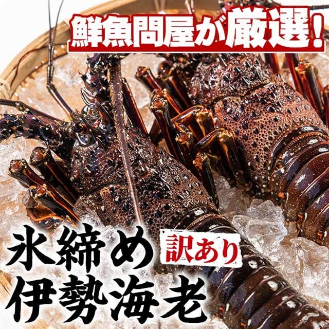 28831】＜訳あり＞朝獲れ発送！鮮魚問屋が厳選した大隅の氷締め伊勢海老(2尾・総量1kg以上)【江川商店】: 鹿児島県東串良町｜JRE MALL ふるさと納税