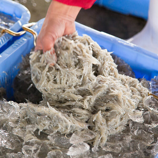 C6021_紀州湯浅湾直送！海の恵み茹でたて 釜揚げしらす 500g【冷凍】: 和歌山県湯浅町｜JRE MALLふるさと納税