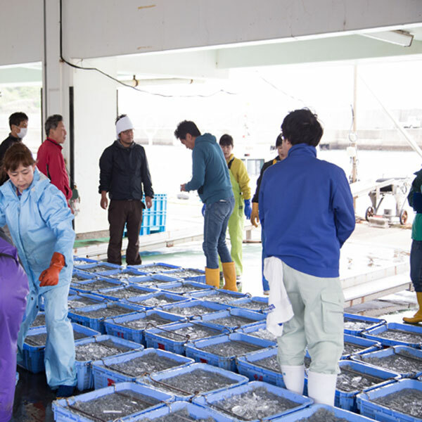 C6021_紀州湯浅湾直送！海の恵み茹でたて 釜揚げしらす 500g【冷凍】: 和歌山県湯浅町｜JRE MALLふるさと納税