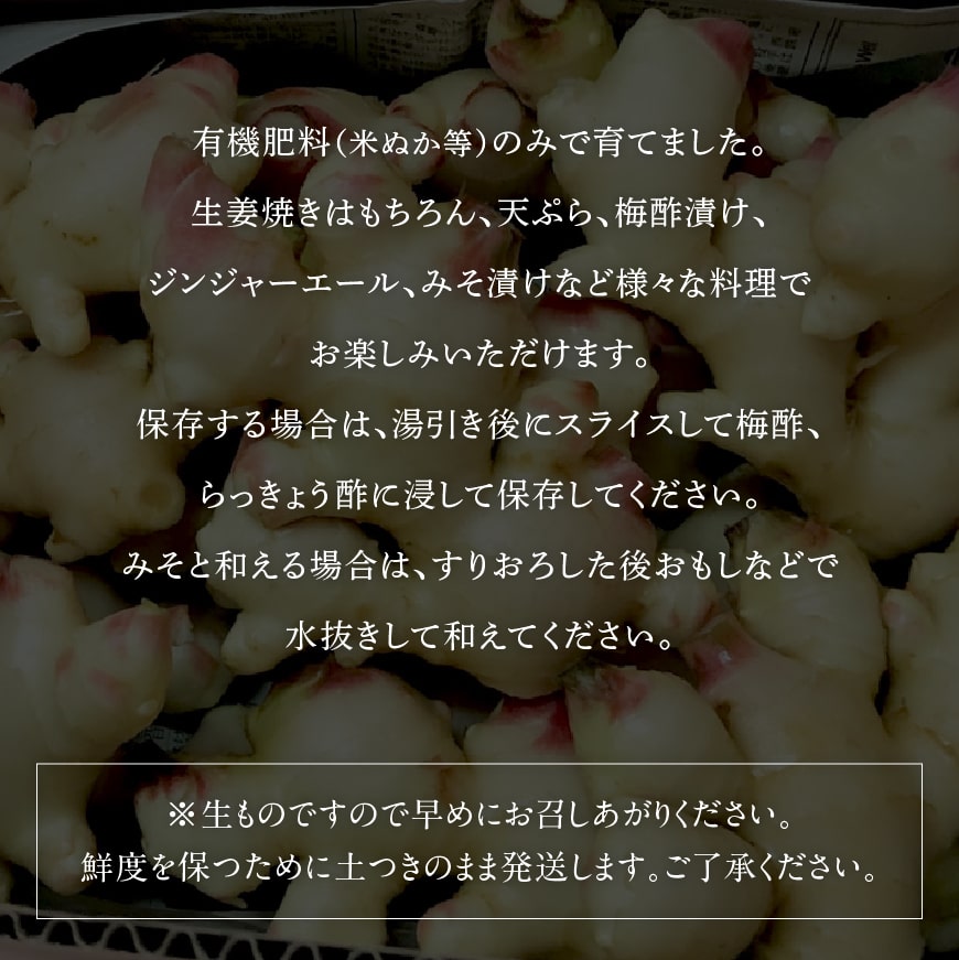 露地新生姜 ４kg 宮崎県川南町 Jre Pointが 貯まる 使える Jre Mall