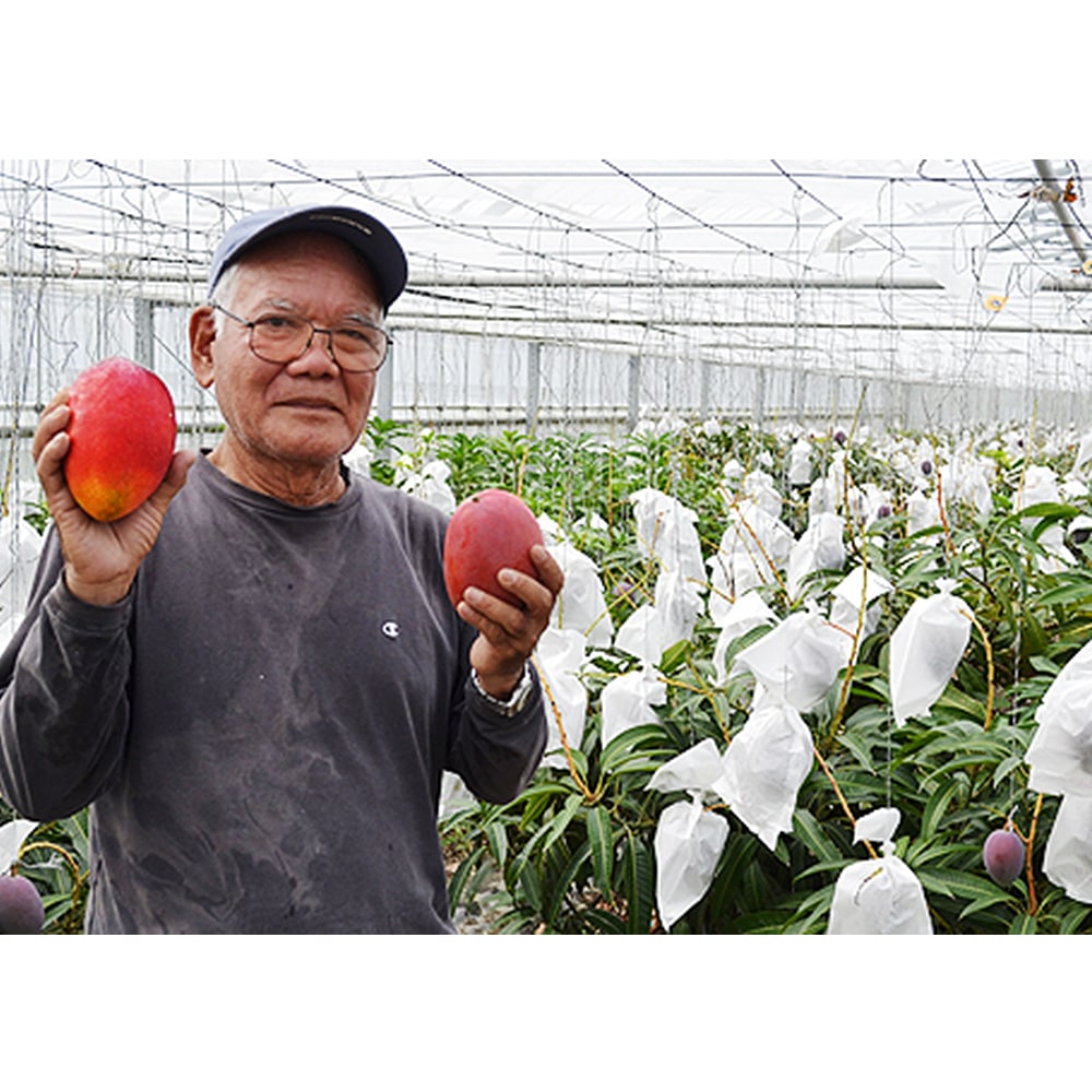 22年発送 濃厚な甘さの沖縄県産マンゴー2kg 家庭用 沖縄県南風原町 Jre Pointが 貯まる 使える Jre Mall