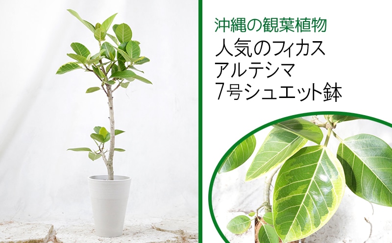 沖縄の観葉植物 人気のフィカス アルテシマ 7号シュエット鉢 A1017 沖縄県うるま市 Jre Pointが 貯まる 使える Jre Mall