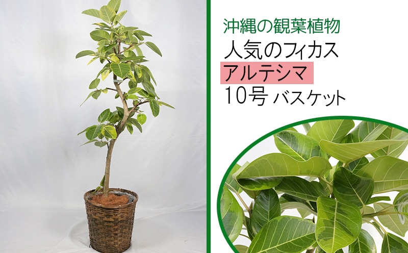 沖縄の観葉植物 人気のフィカス アルテシマ 10号 バスケット A1005 沖縄県うるま市 Jre Pointが 貯まる 使える Jre Mall