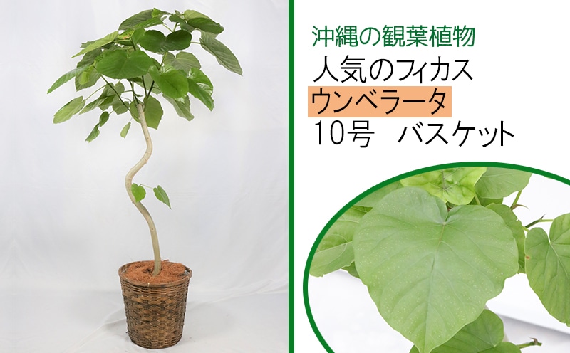 沖縄の観葉植物 人気のフィカス ウンベラータ 10号 バスケット A1055 沖縄県うるま市 Jre Pointが 貯まる 使える Jre Mall