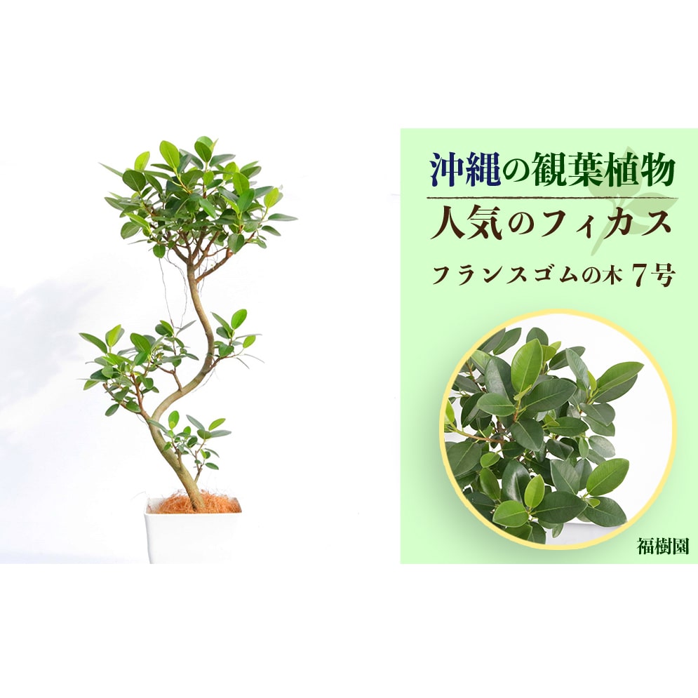 沖縄の観葉植物 人気のフィカス フランスゴム7号 角鉢: 沖縄県うるま市