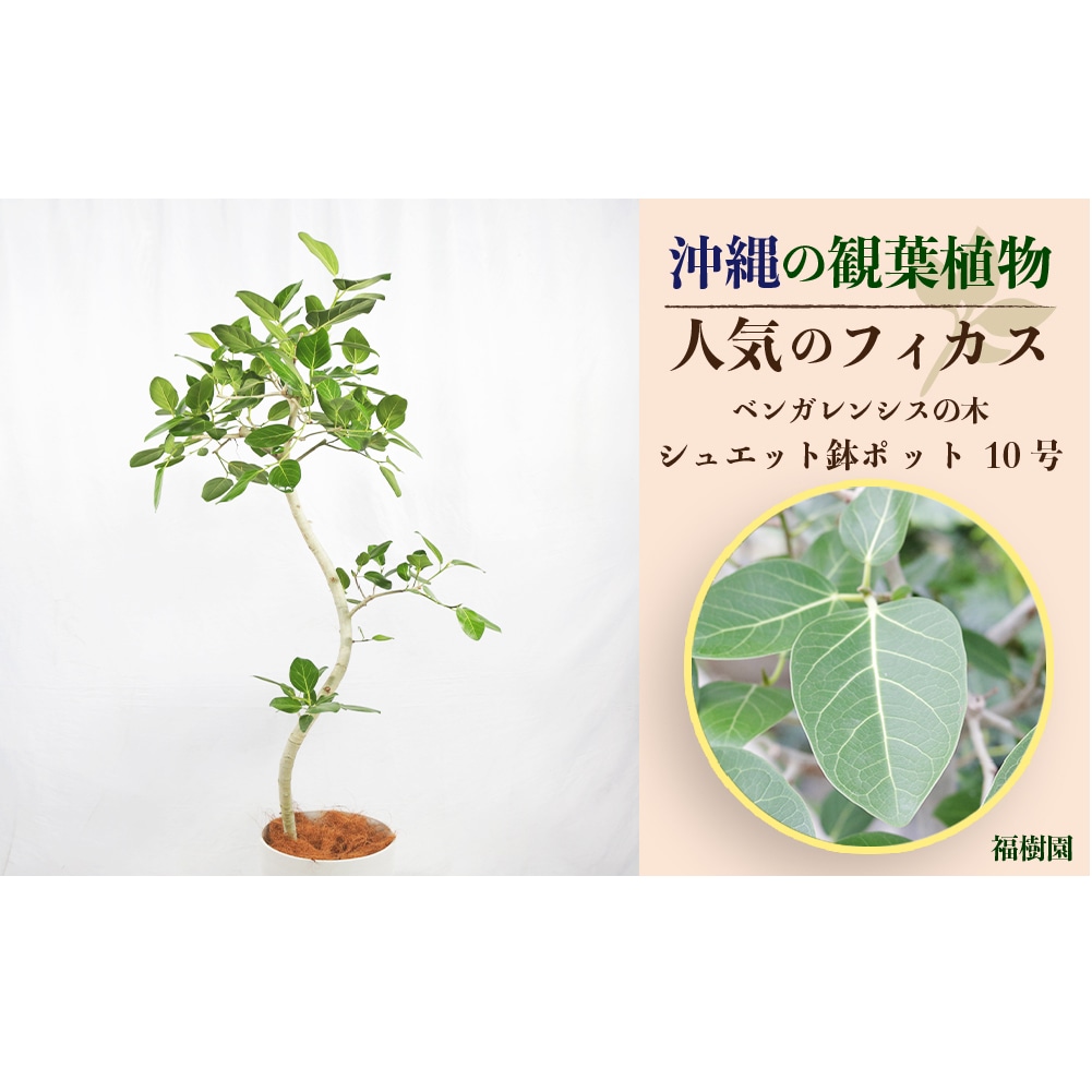 沖縄の観葉植物 人気のフィカス ベンガレンシス10号 シュエット鉢