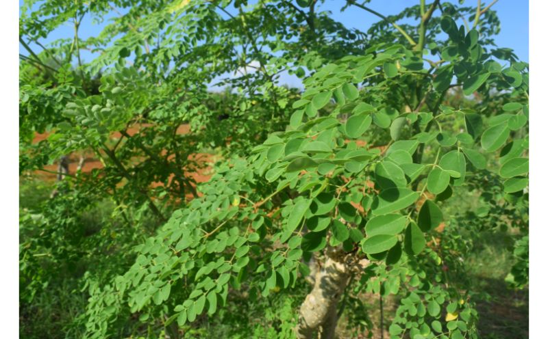 奇跡の植物モリンガ！パウダー5個セット: 沖縄県読谷村｜JRE MALL