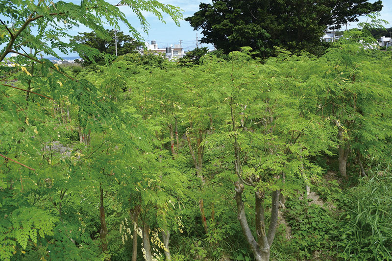 奇跡の植物 モリンガ！ティーバッグ2個セット: 沖縄県読谷村｜JRE MALL