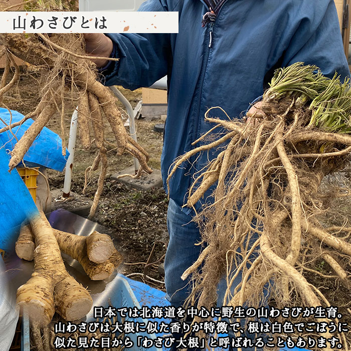 771 北海道 天然 山わさび 500g前後 産地直送 弟子屈町 薬味 肉 q バーベキュー 焼き肉 北海道弟子屈町 Jre Pointが 貯まる 使える Jre Mall