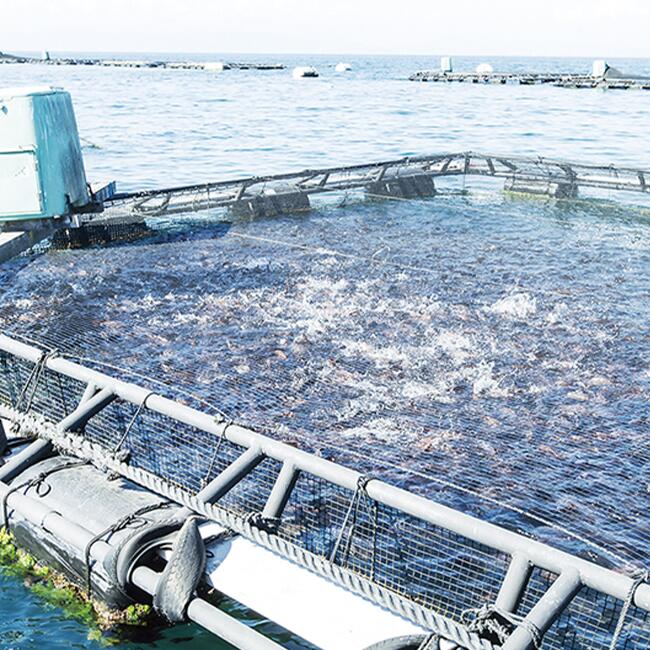 沼津産鯛 ごま茶漬け【1人前×４袋】: 静岡県沼津市｜JRE MALLふるさと納税