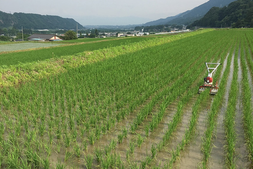 ふるさと納税 米 6回 定期便 つぶら野米 コシヒカリ 白米 3kg×2袋×6回