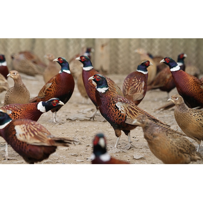 鬼北きじの丸鳥 キジ肉 雉 キジ ジビエ 愛媛県鬼北町 Jre Pointが 貯まる 使える Jre Mall