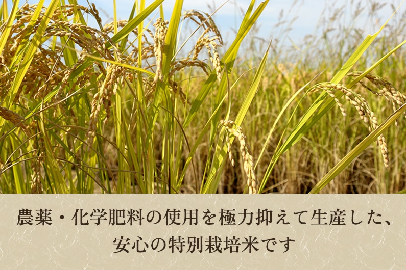 令和5年産新米】新潟県加茂市産 特別栽培米コシヒカリ 精米25kg（5kg×5