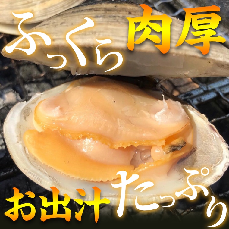 漁師直送！活ホンビノス貝1.5kg（Lサイズ）: 千葉県富津市｜JRE MALLふるさと納税