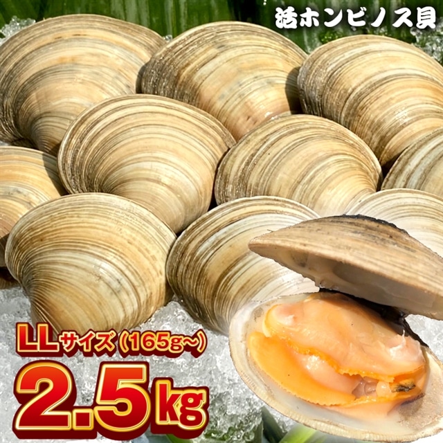 漁師直送！活ホンビノス貝2.5kg（LLサイズ）: 千葉県富津市｜JRE MALLふるさと納税