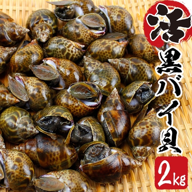 活黒バイ貝２kg 冷蔵便 富津産 千葉県富津市 Jre Mallふるさと納税