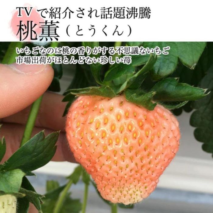 雪国完熟いちご越後姫桃薫 食べ比べセット 約200g×2P: 新潟県上越市｜JRE MALLふるさと納税