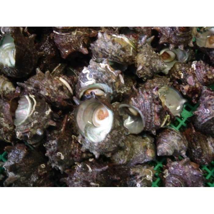 佐渡産 天然活サザエ 割引を販売 魚貝類 | hotelpuertadelarco.com