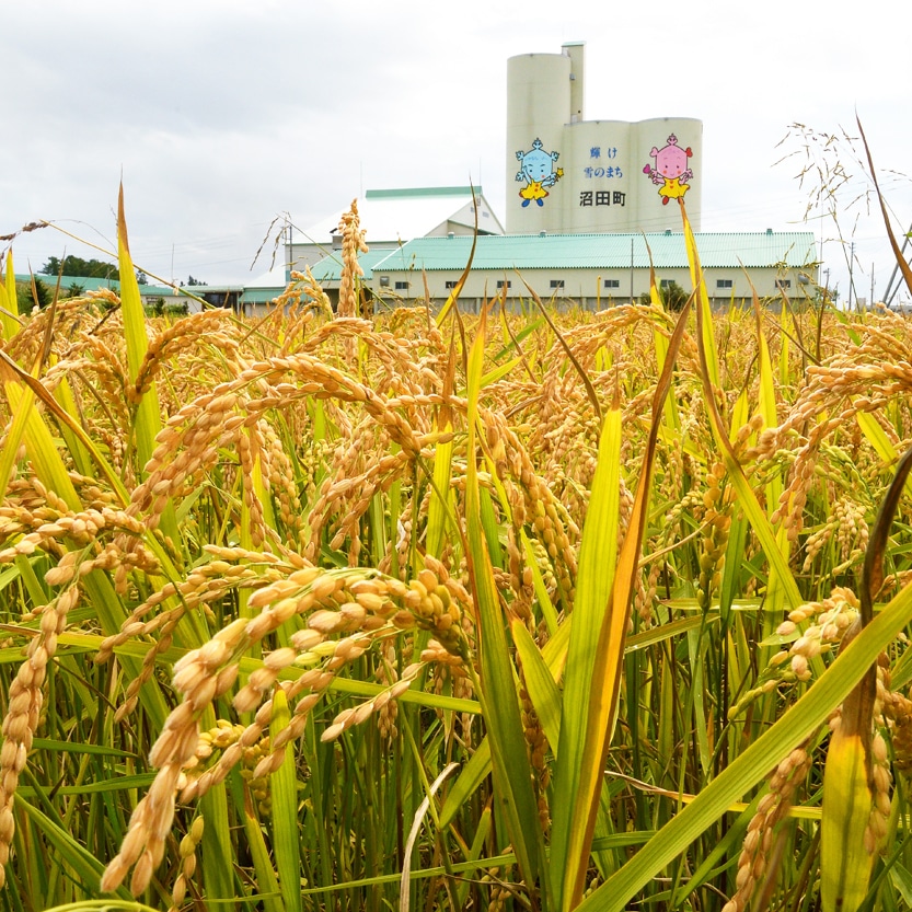 令和4年産 特Aランク米 食べ比べセット 無洗米 10kg（ゆめぴりか・ななつぼし各5kg）雪冷気 籾貯蔵 雪中米: 北海道沼田町｜JRE MALL ふるさと納税