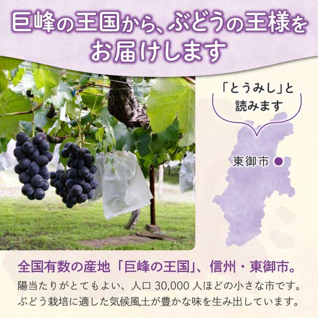 東御市産 種あり 巨峰 約2kg ぶどう 葡萄 グレープ フルーツ 果物