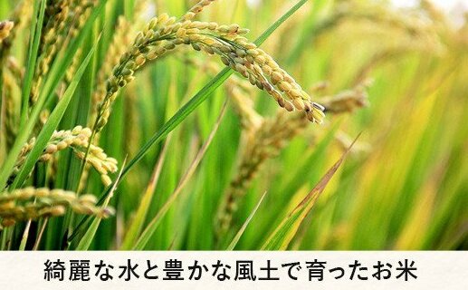 米 こしひかり 10kg ( 令和5年産 ) 沖縄県への配送不可 2023年10月上旬