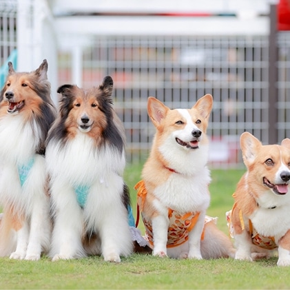 ◇6ヵ月連続◇エゾシカ肉を使った愛犬のおやつD定期便: 北海道南富良野