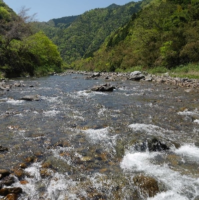 CAS冷凍】スイカの香りと美味しさを閉じ込めた清流・高津川の天然鮎