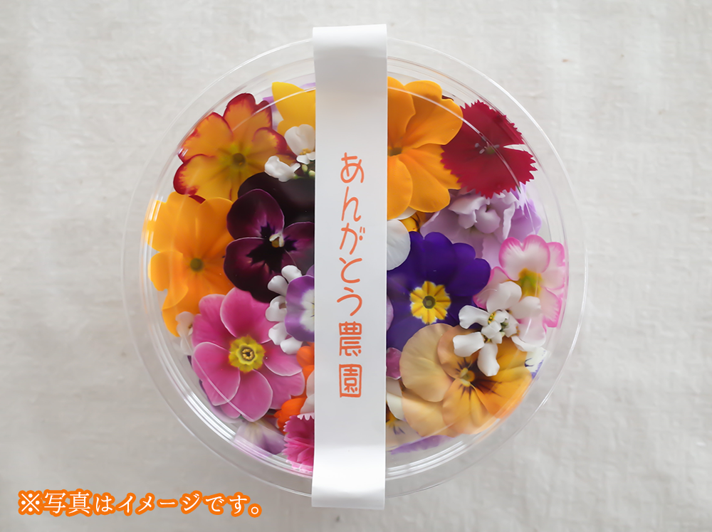 完成品 エトロ 花 フラワー Flower ヤシの木 ボタニカル リゾート 希少