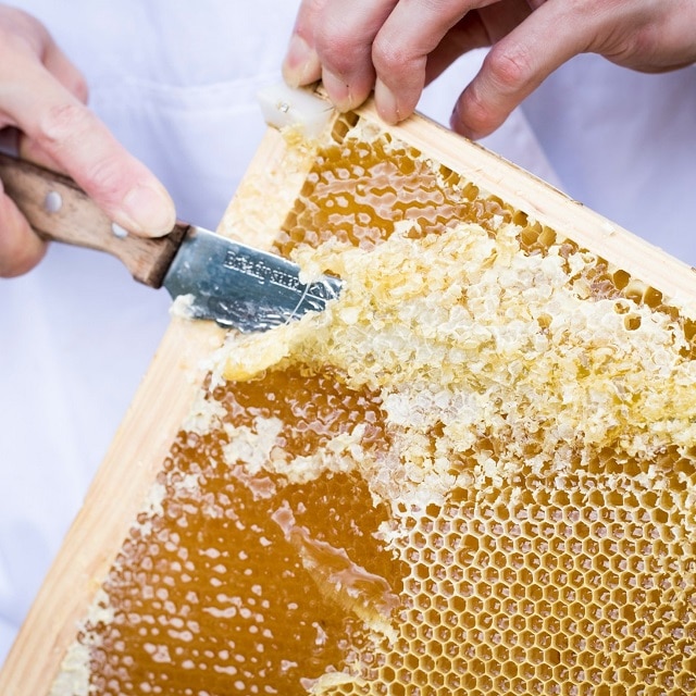 高橋養蜂採蜜