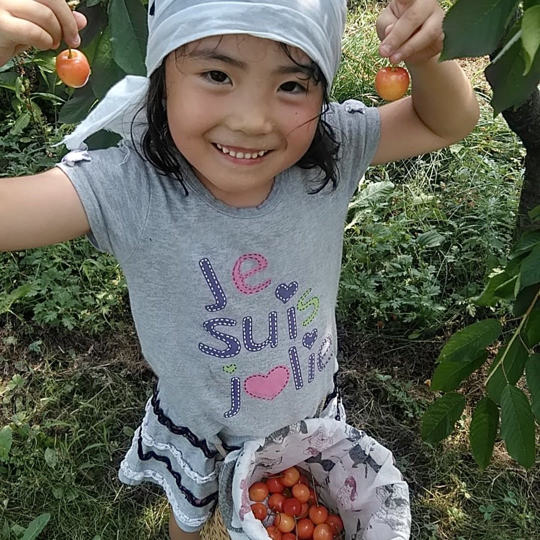 東北 岩手県盛岡産 アメリカンチェリーと佐藤錦を掛け合わせ さくらんぼ 木に生るルビー 紅てまり ２ｌサイズ １ｋｇ詰め 送料込 6 15まで お取り寄せきっぷ Jre Pointが 貯まる 使える Jre Mall