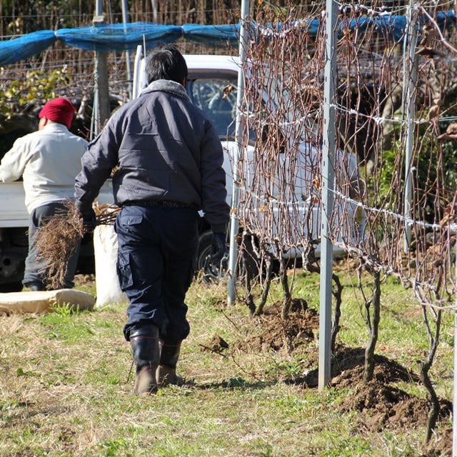 東北 いわきワイナリー スパークリング梨ワイン豊水２０２０ 送料込 ハロウィーン お取り寄せきっぷ Jre Pointが 貯まる 使える Jre Mall