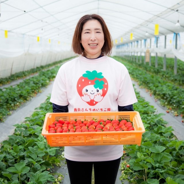 いちご 畑 イチゴ 苺 いちご の育て方 栽培方法 春植え 秋植え