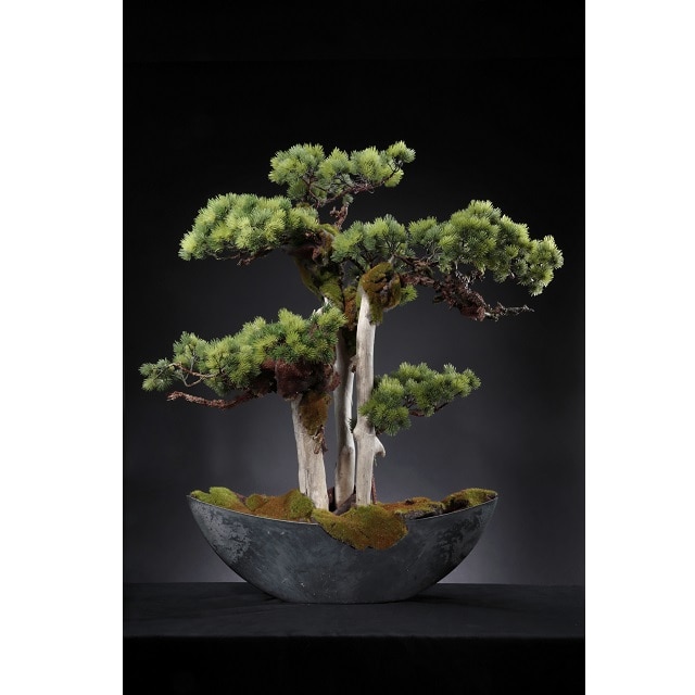 アート盆栽（ART BONSAI） 直幹（中）幅30×奥行30×高さ30cm 送料無料