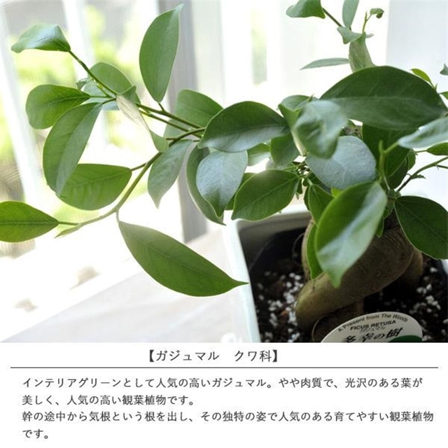 観葉植物 ガジュマル 四角陶器 送料無料: FlowerKitchen｜JRE MALL