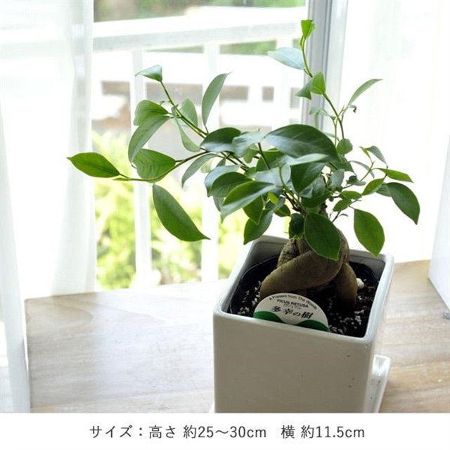 観葉植物 ガジュマル 四角陶器 送料無料: FlowerKitchen｜JRE MALL