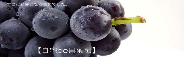 JAPANESE HINATA FRUITS｜JRE MALL