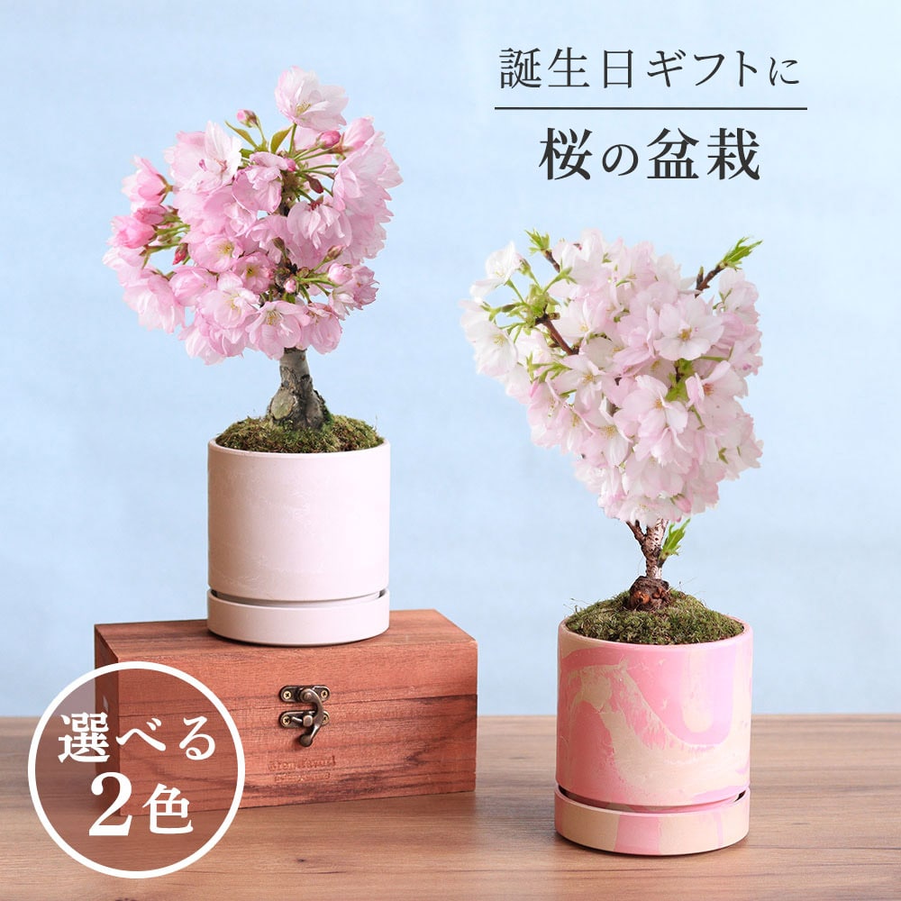 盆栽「はんなり桜」ピンク プレゼント 花プレゼント おすすめ 人気