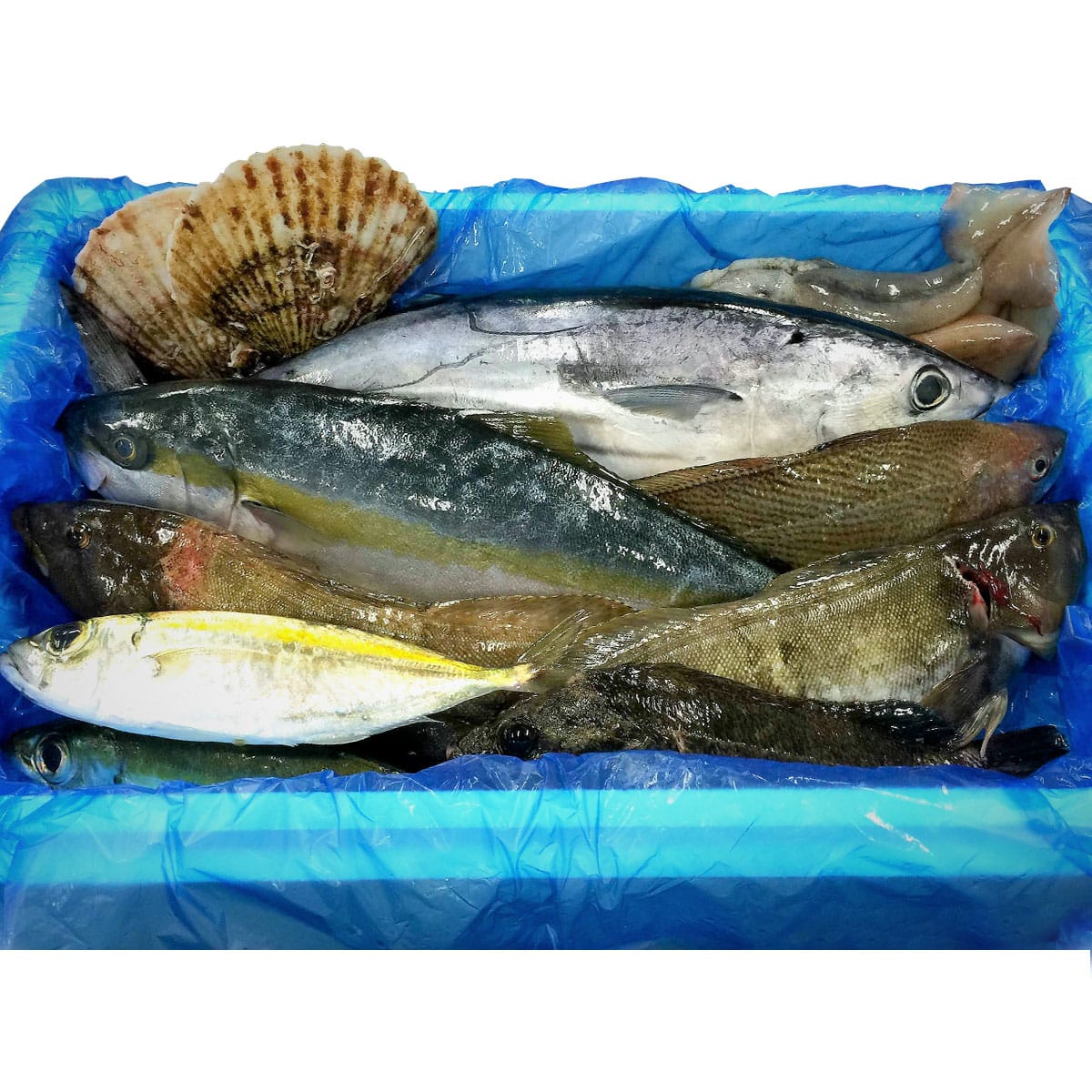 送料無料】気仙沼 漁師さんの鮮魚セット〔約3～5kg※漁獲種類により