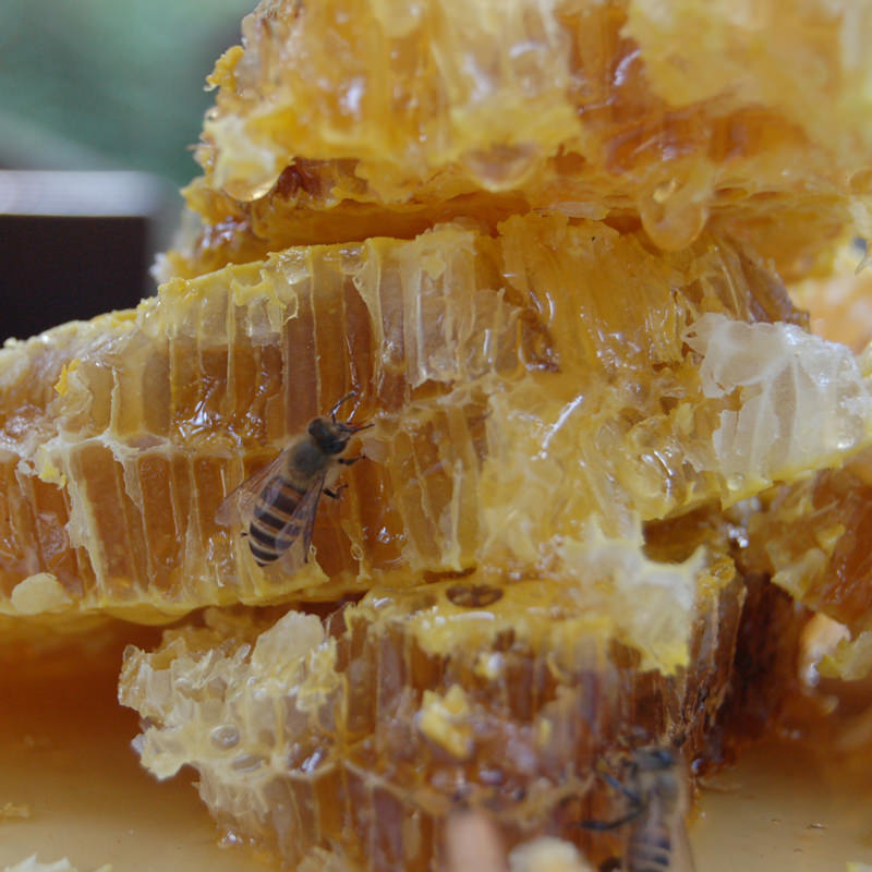 送料無料】うえはら 野生の日本ミツバチの百花蜜 対馬天然和蜂蜂蜜 蜂