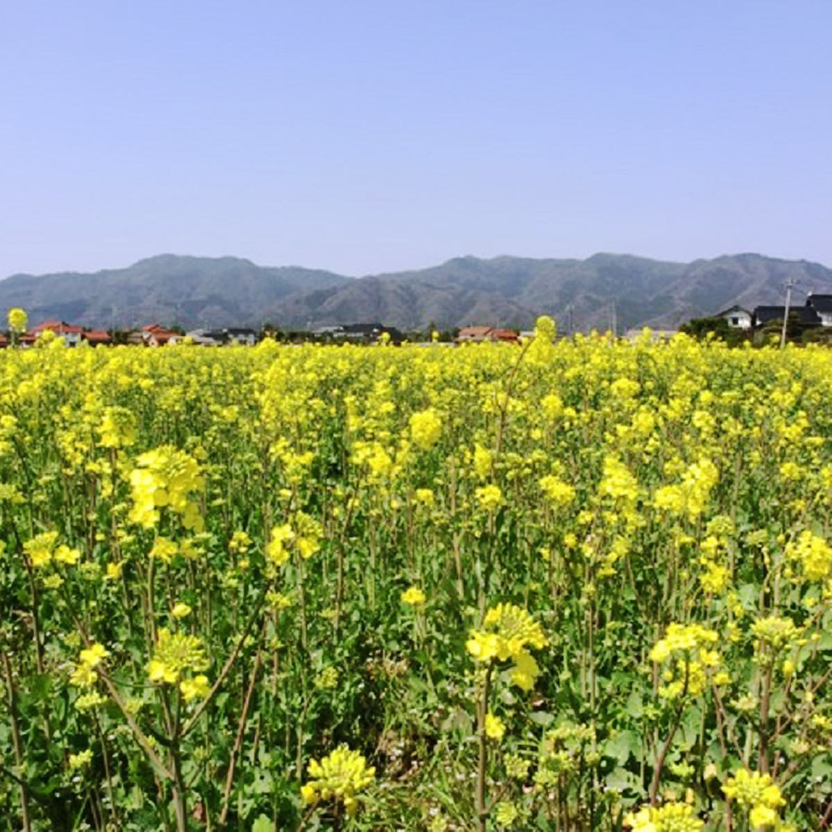 送料無料】出雲の菜種油 〔460g×3〕 食用油 調味料 島根県 影山製油所