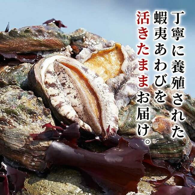 送料無料 活アワビ 韓国 養殖 海鮮 魚介 魚介類 貝 あわび 高級 韓国産