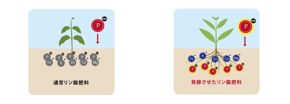 ミズホ 家庭菜園用 肥料 ミズホ 家庭菜園用 液肥用リン酸肥料 MリンPK液肥の素: うさマート｜JRE MALL